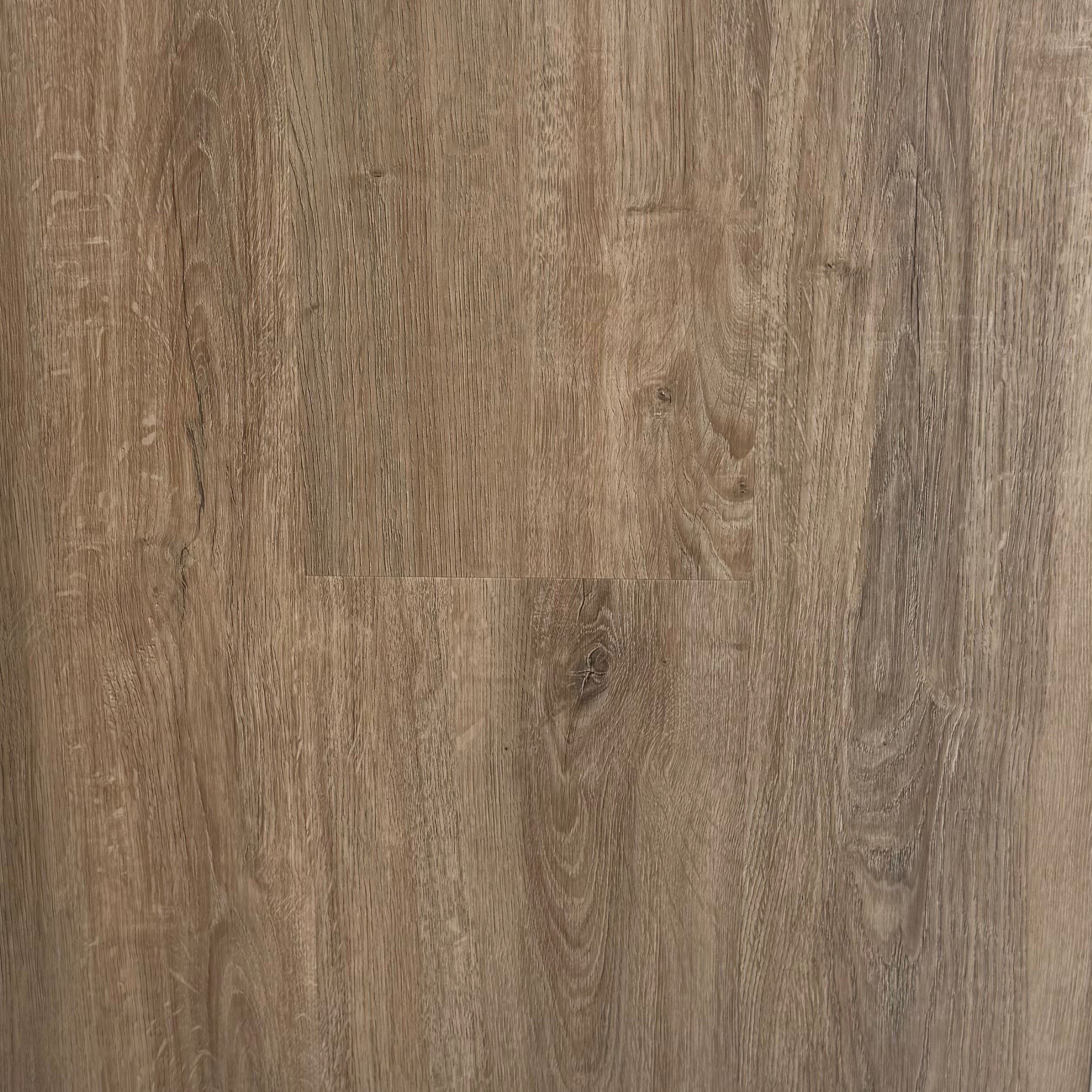 Hybrid 7015 - Salem Oak