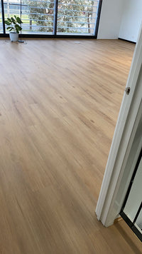 Hybrid 7016 - Blackbutt
