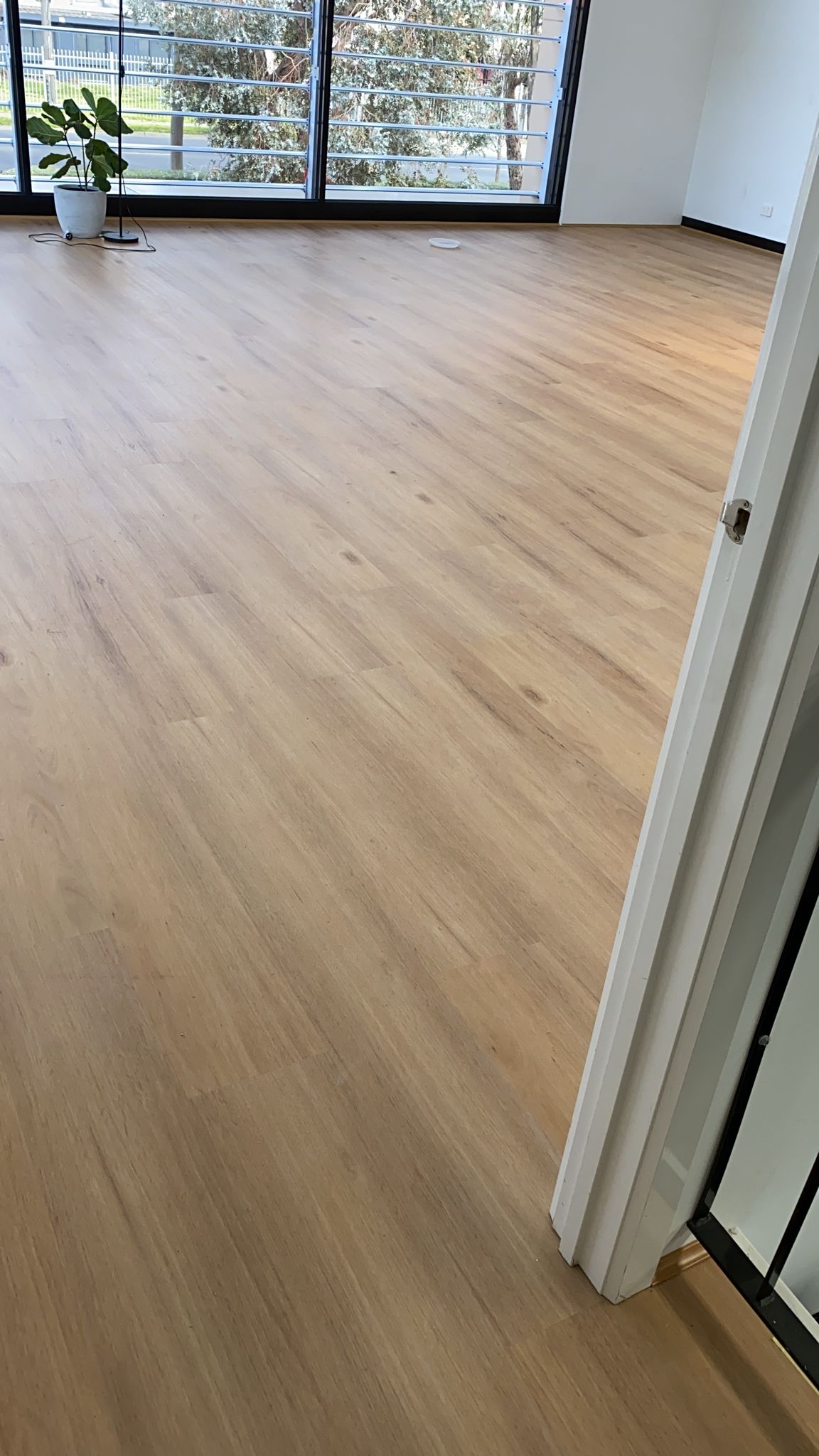 Hybrid 9526 - Coastal Blackbutt